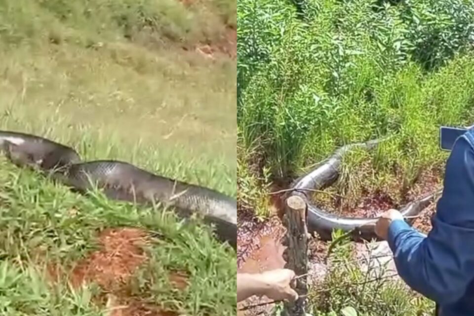 Confira algumas curiosidades sobre a sucuri gigante encontrada em Goiás