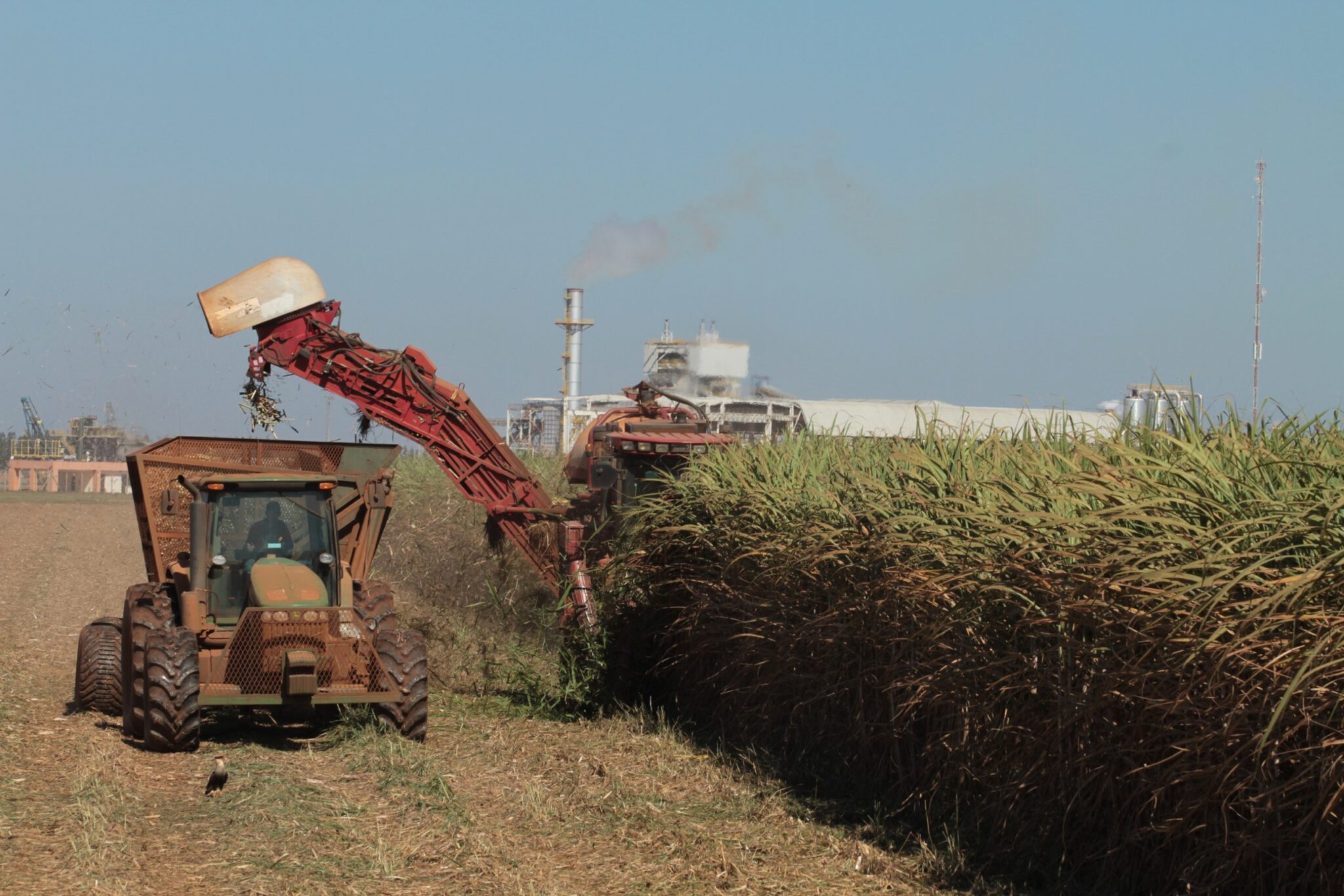 Goiás deve colher safra recorde de cana-de-açúcar em 2025