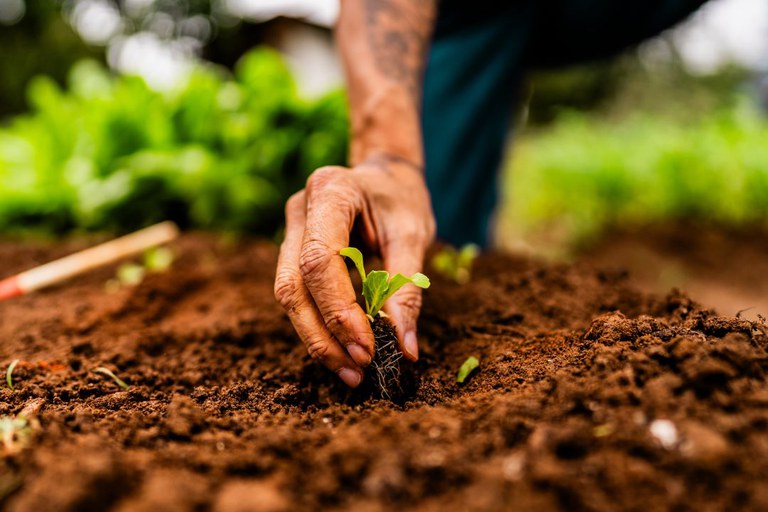 Agricultura Regenerativa: Caminhos Sustentáveis para o Futuro do Campo