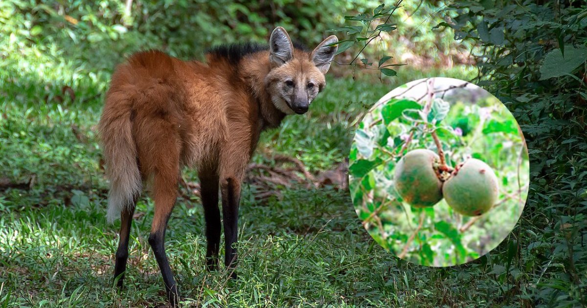 Fruto favorito do lobo-guará mostra potencial contra câncer de bexiga