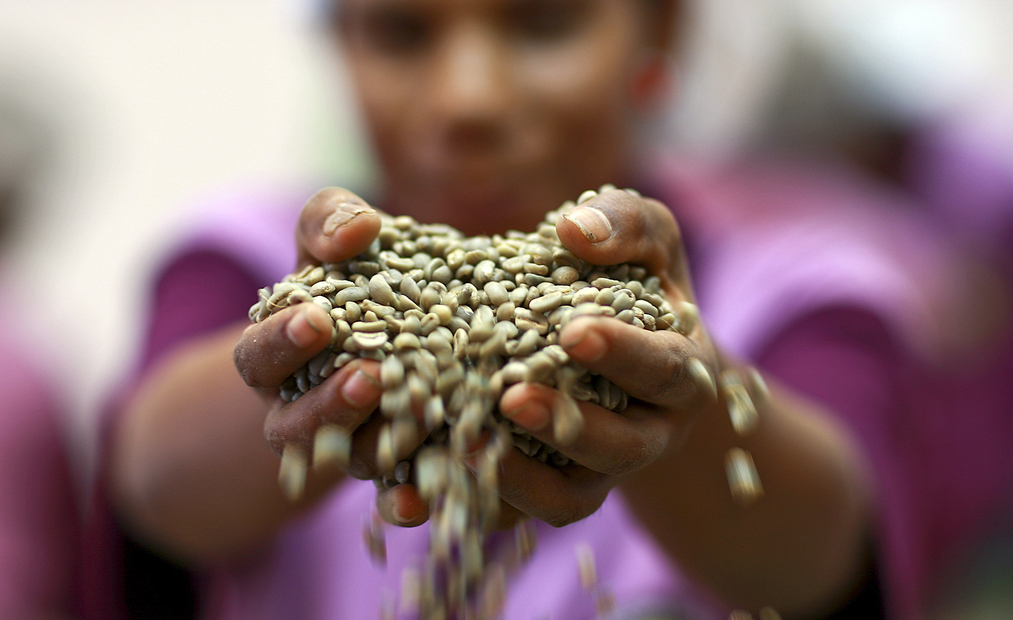 Safra de café deve crescer 2,7% e chegar a 56 milhões de sacas em 2025