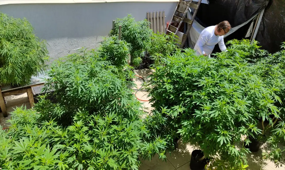 Cultivo de cannabis medicinal pelo agronegócio é destaque em congresso