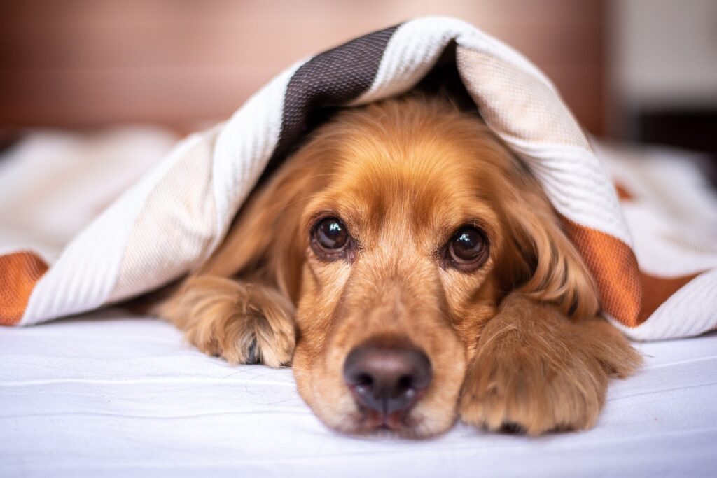 5 dicas para aliviar a Ansiedade de Separação em cães