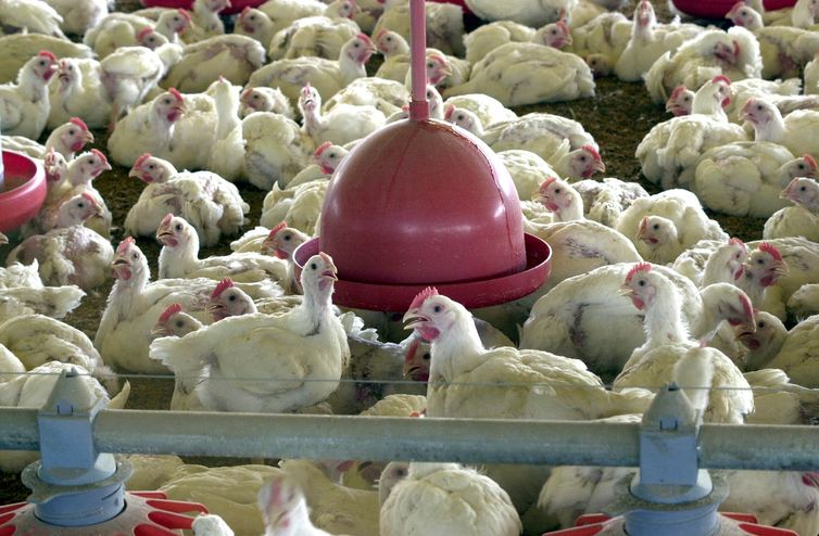 Brasil pode retomar exportações de carne de frango em 28 dias