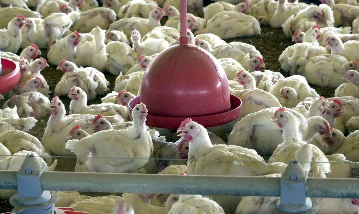 Agricultura confirma caso de gripe aviária em município do RS