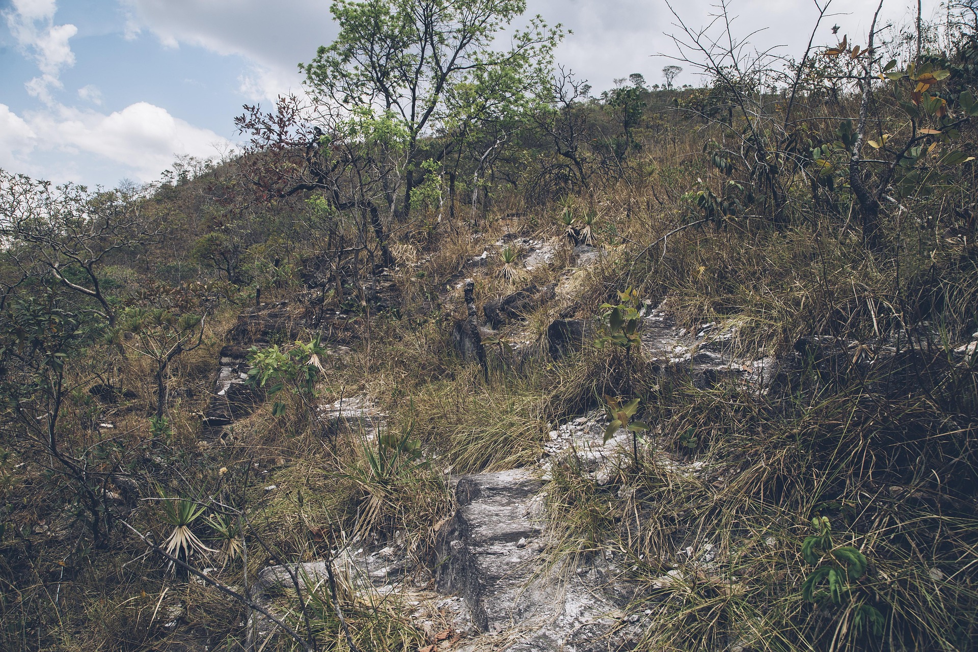 Por que o Cerrado pega fogo? Entenda as causas naturais e humanas por trás das queimadas