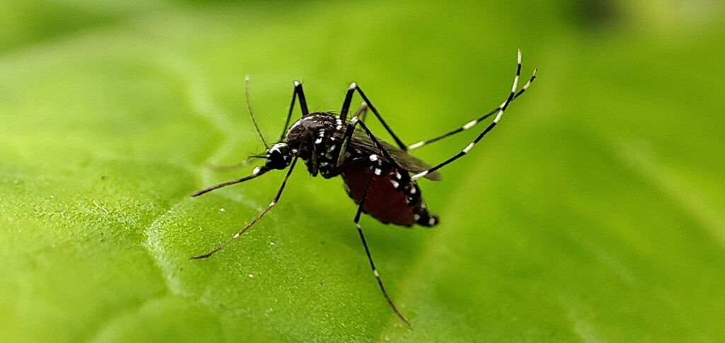 SES alerta para aumento de casos de dengue durante a seca