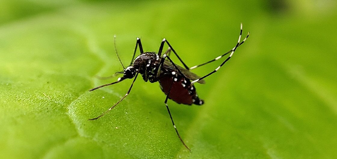 SES alerta para aumento de casos de dengue durante a seca
