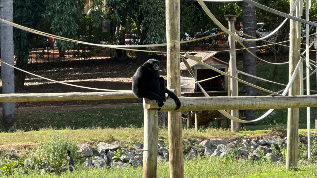 Único macaco siamang da América Latina vive no zoológico de Goiânia