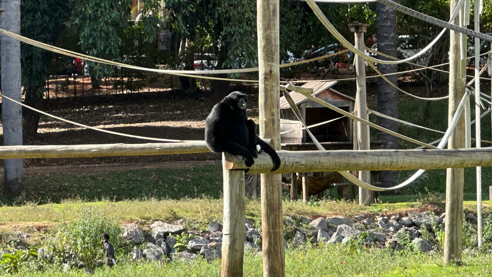 Único macaco siamang da América Latina vive no zoológico de Goiânia