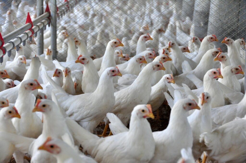 Ministério da Agricultura declara Brasil livre da gripe aviária
