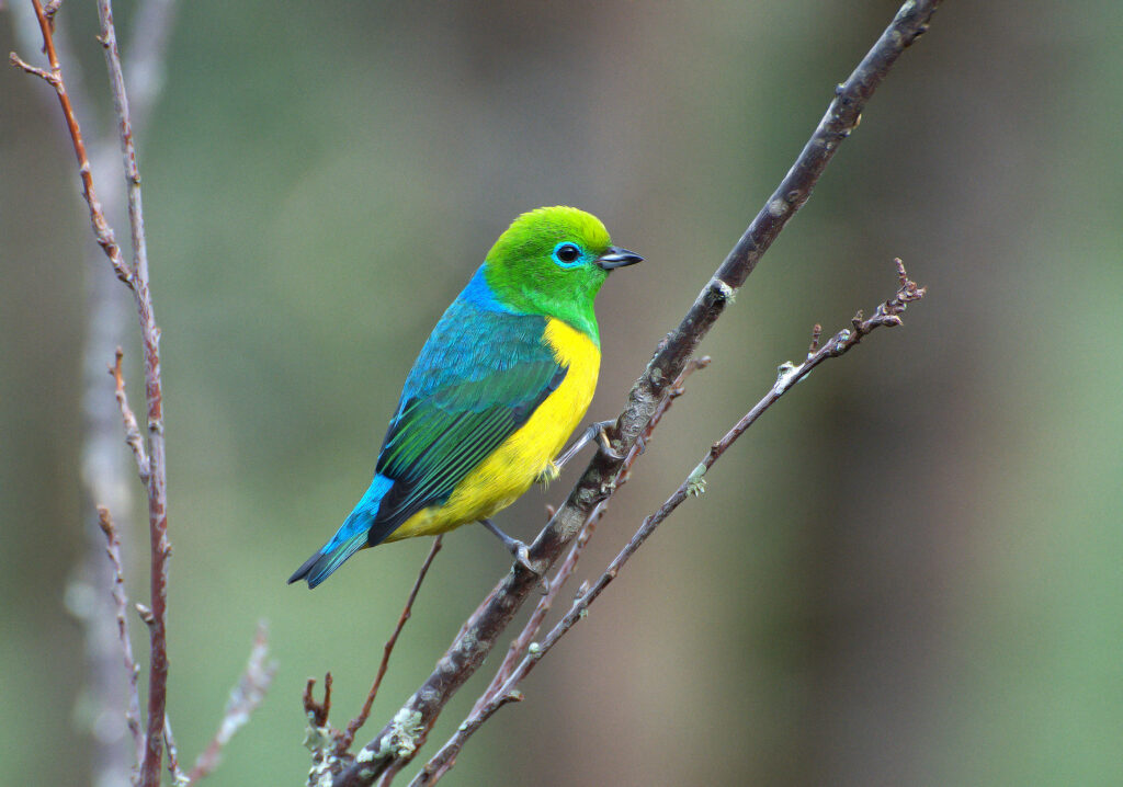 Por que as aves megacoloridas estão desaparecendo das cidades brasileiras?