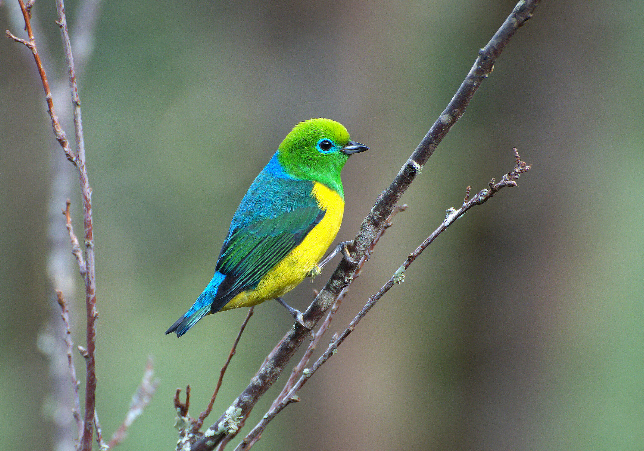 Por que as aves megacoloridas estão desaparecendo das cidades brasileiras?