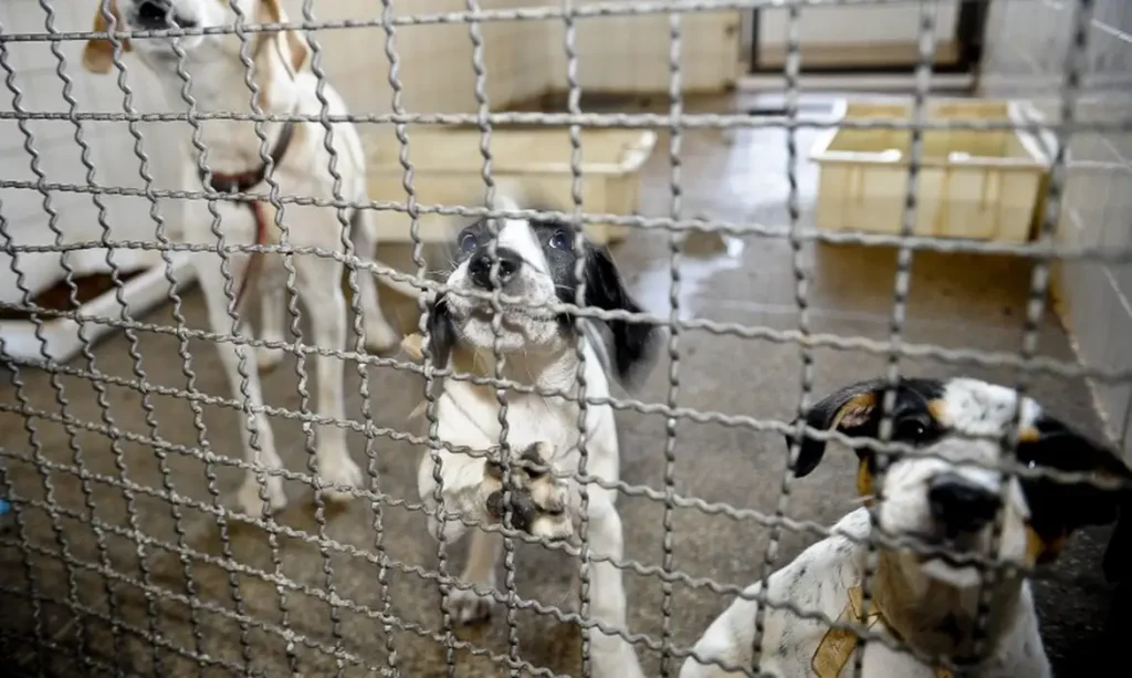 Câmara aprova fim dos testes em animais para cosméticos no Brasil