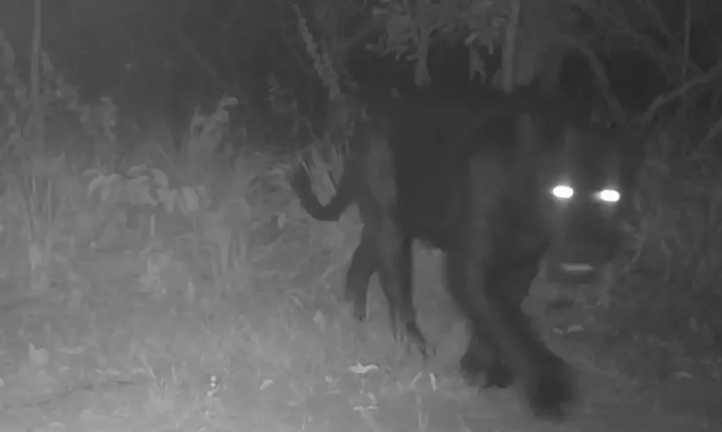 Onça-preta aparece pela primeira vez em reserva de Goiás