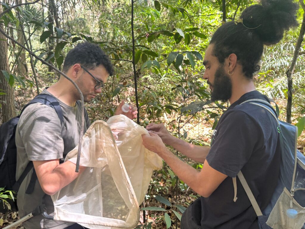 Inventário de abelhas silvestres em Goiânia é iniciado em parceria entre Amma e UFG