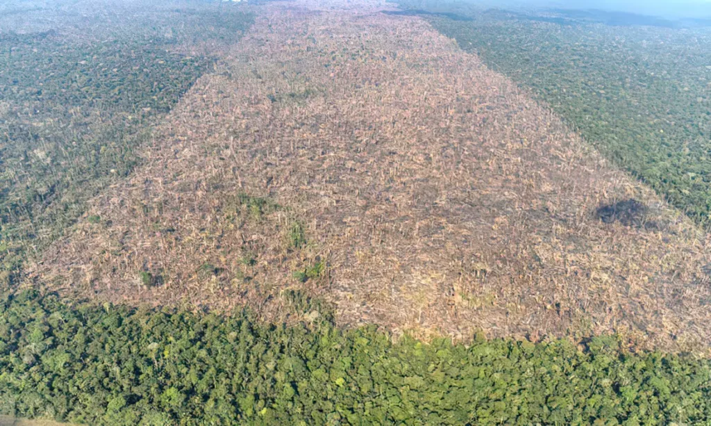 Desmatamento está ligado a 28 mil mortes por calor todos os anos, aponta estudo