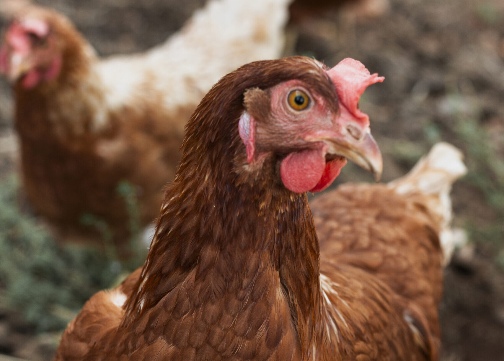 Frango caipira