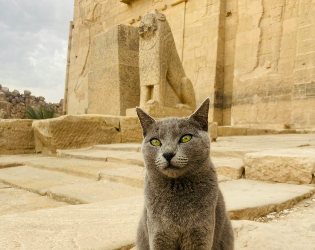Por que os gatos eram adorados no Egito Antigo?