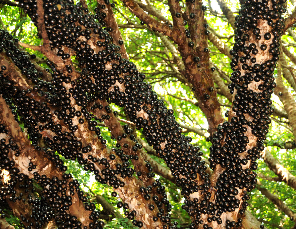 Hidrolândia inicia temporada da jabuticaba
