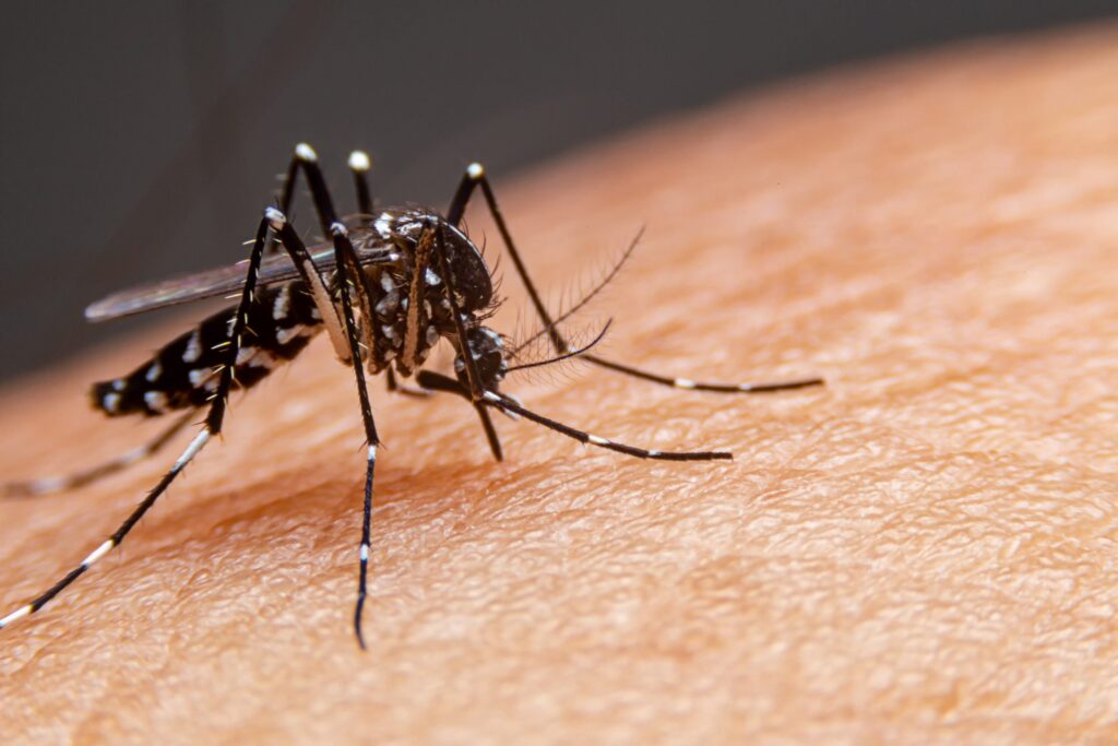 Dengue e chikungunya custam R$ 1,2 bi à saúde pública