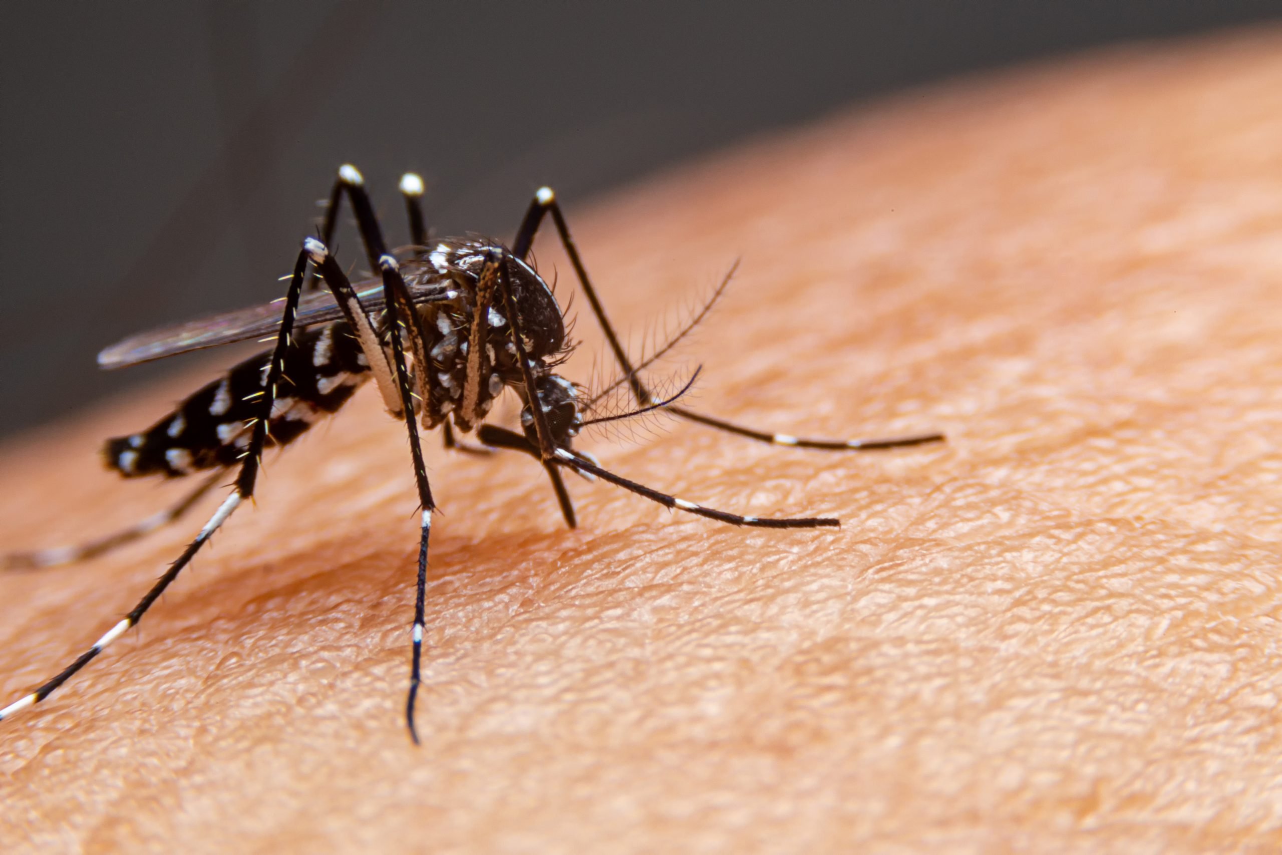 Dengue e chikungunya custam R$ 1,2 bi à saúde pública