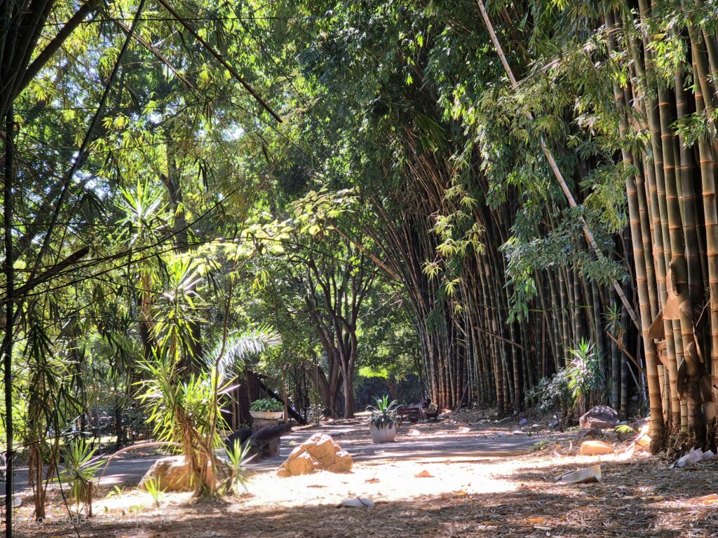 Prefeitura lança Programa Goiânia + Verde para ampliar arborização e restaurar ecossistemas