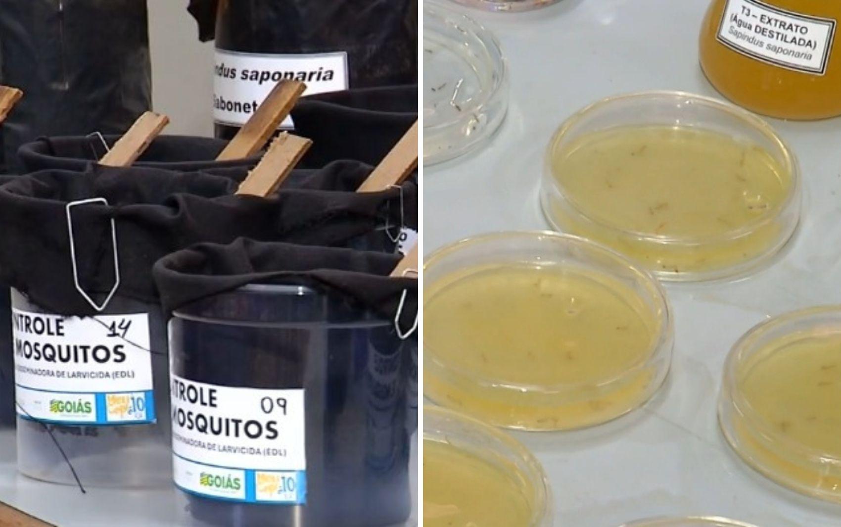 Alunas de GO criam gel que elimina larvas da dengue em 36 minutos