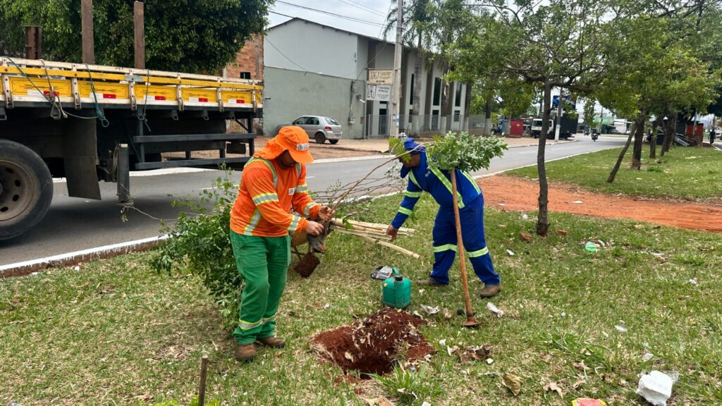 Plano de arborização prevê plantio de 6 mil árvores em Goiânia até abril de 2026