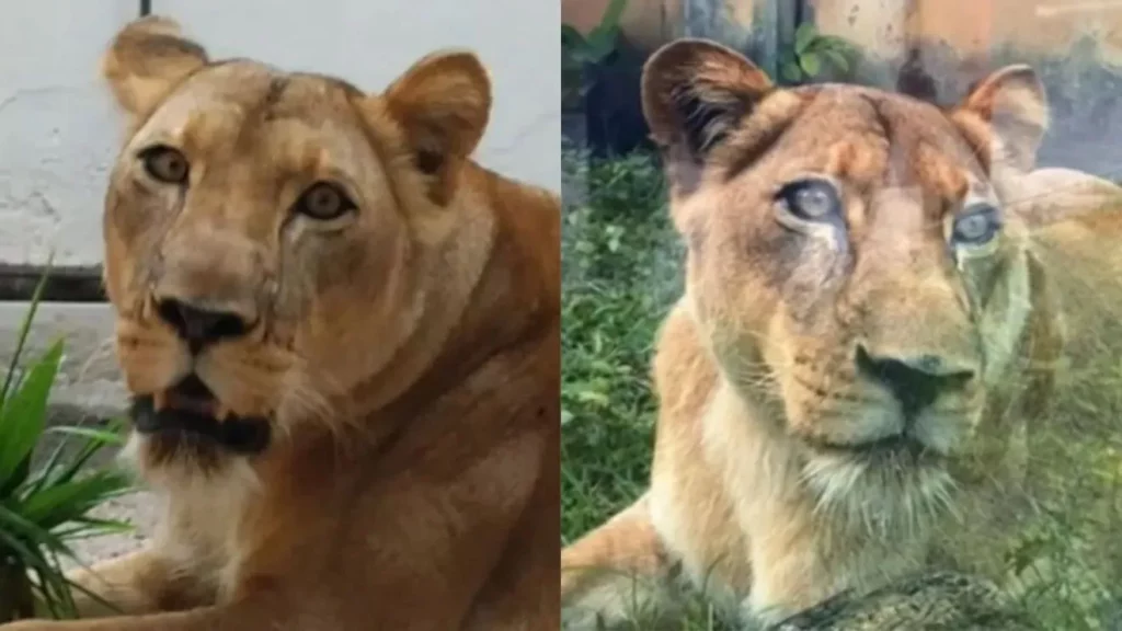 Após ataque, leoa é monitorada e não será morta