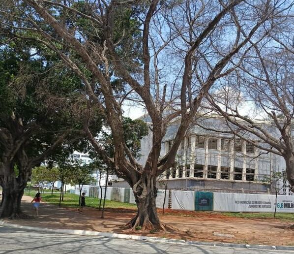 Árvores mortas na Praça Cívica são substituídas após laudo indicar risco à população