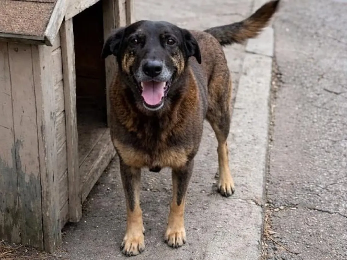 Cão Orelha, mascote de praia, morre após agressão; veja o que se sabe