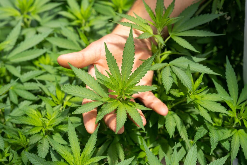 Nova regra da Anvisa permite plantio de cannabis para fins médicos