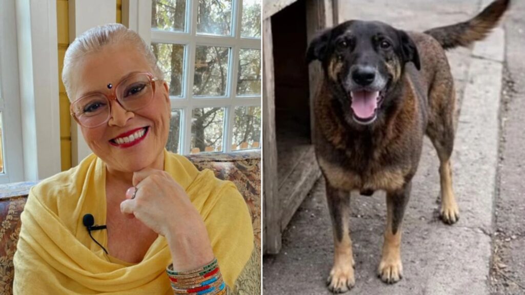 “Maldade impregnada”: astróloga comenta agressão ao cão Orelha