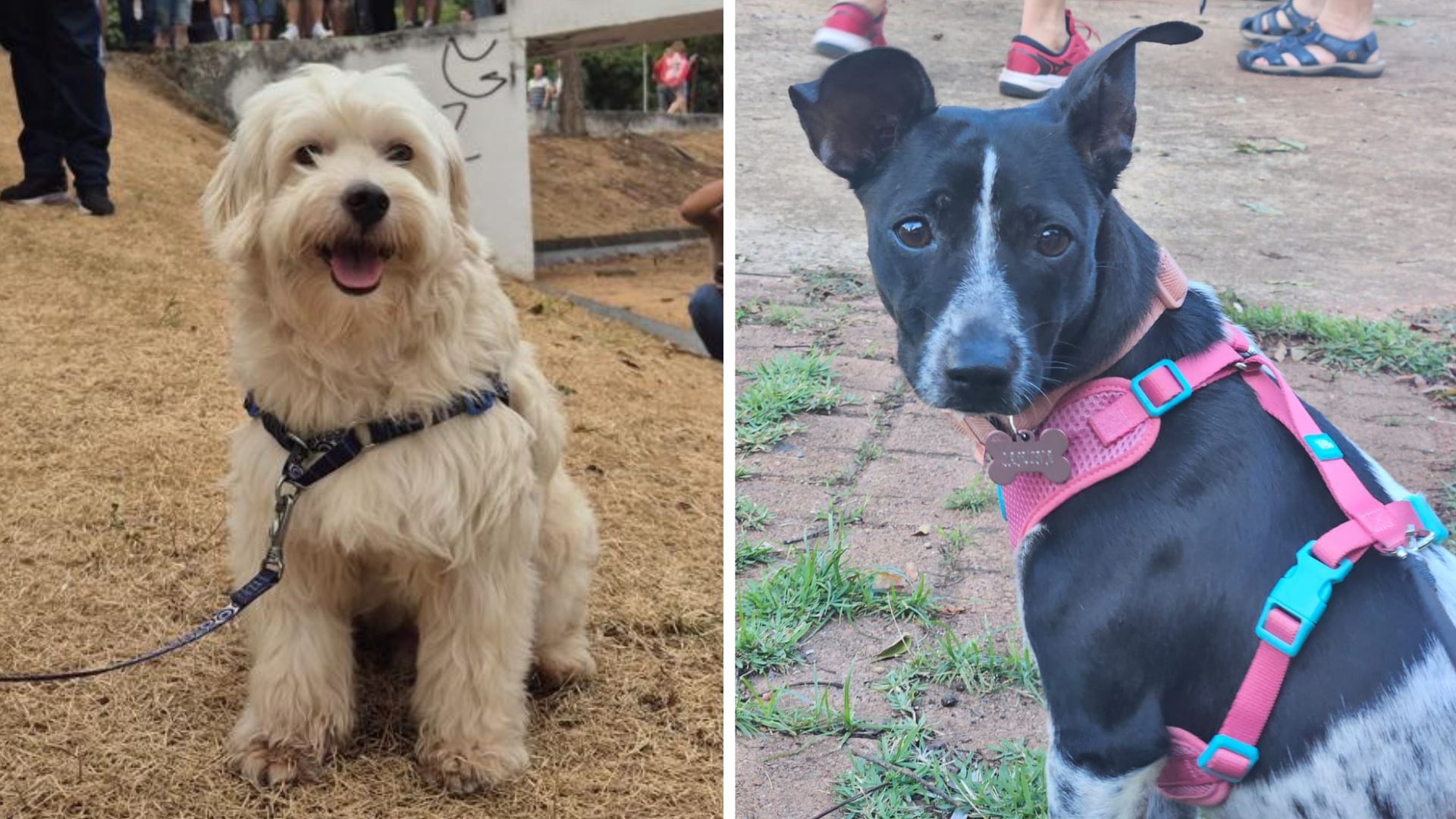 Amor não se compra: as histórias de Wesley, Cajuína e os desafios de um abrigo