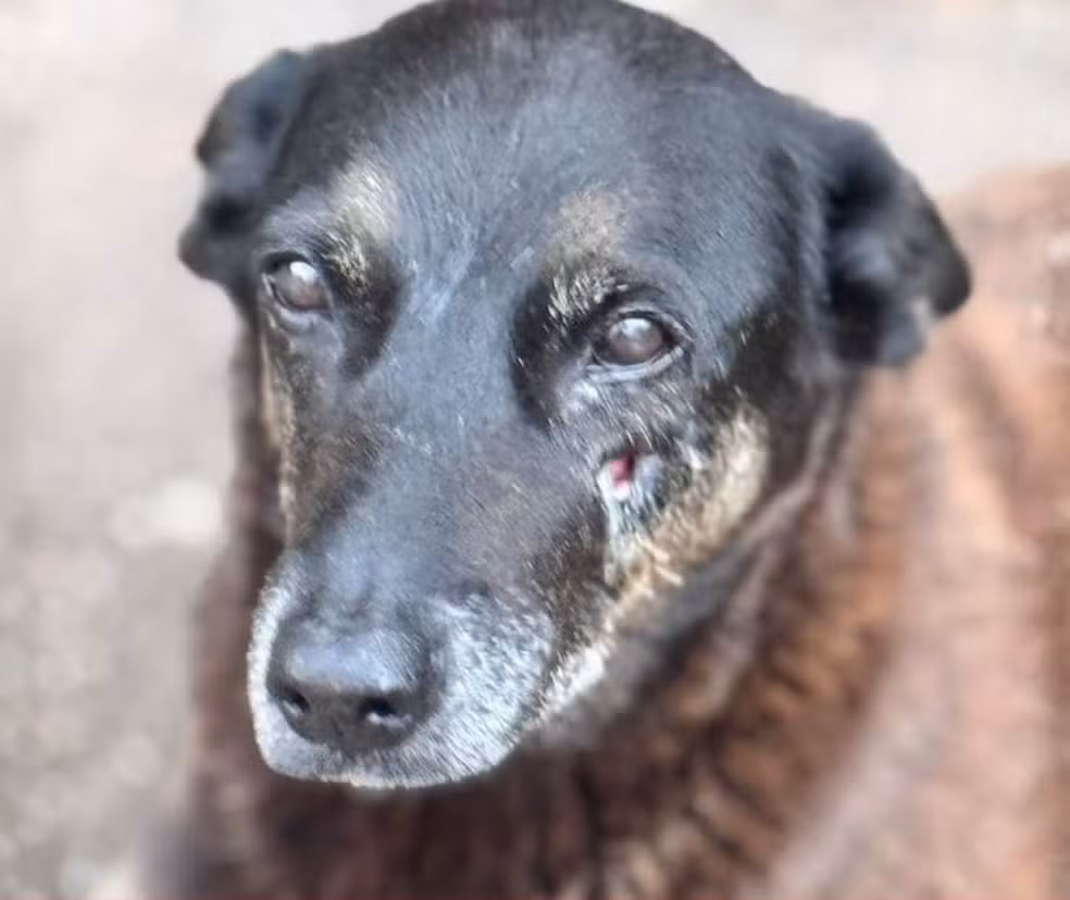 Familiar tentou esconder boné do suspeito de matar cão Orelha