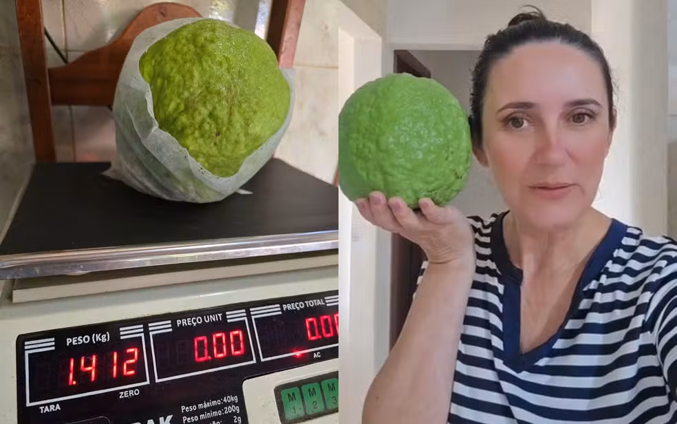 “Do tamanho da minha cabeça”: goiaba de 1.4 kg surpreende