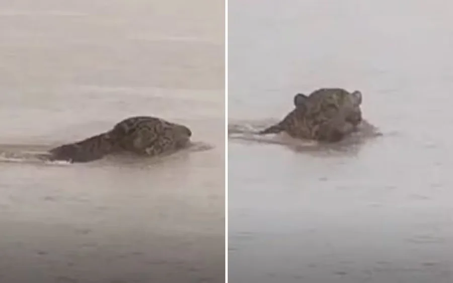 Pescador flagra onça-pintada atravessando Rio Araguaia