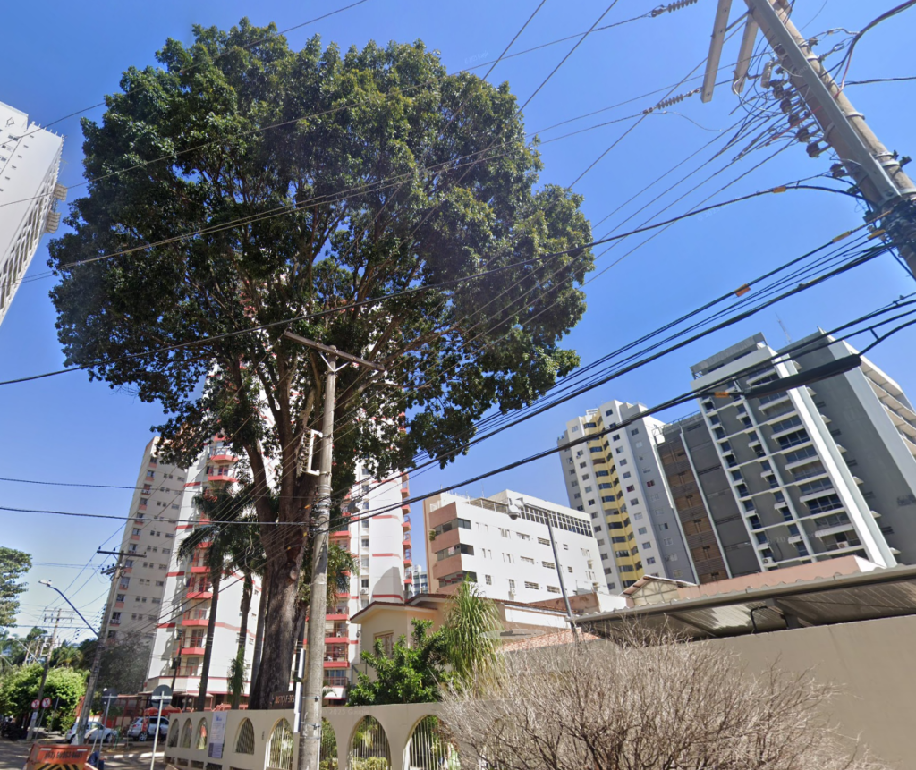 Risco de queda força retirada de mogno histórico plantado no Centro de Goiânia