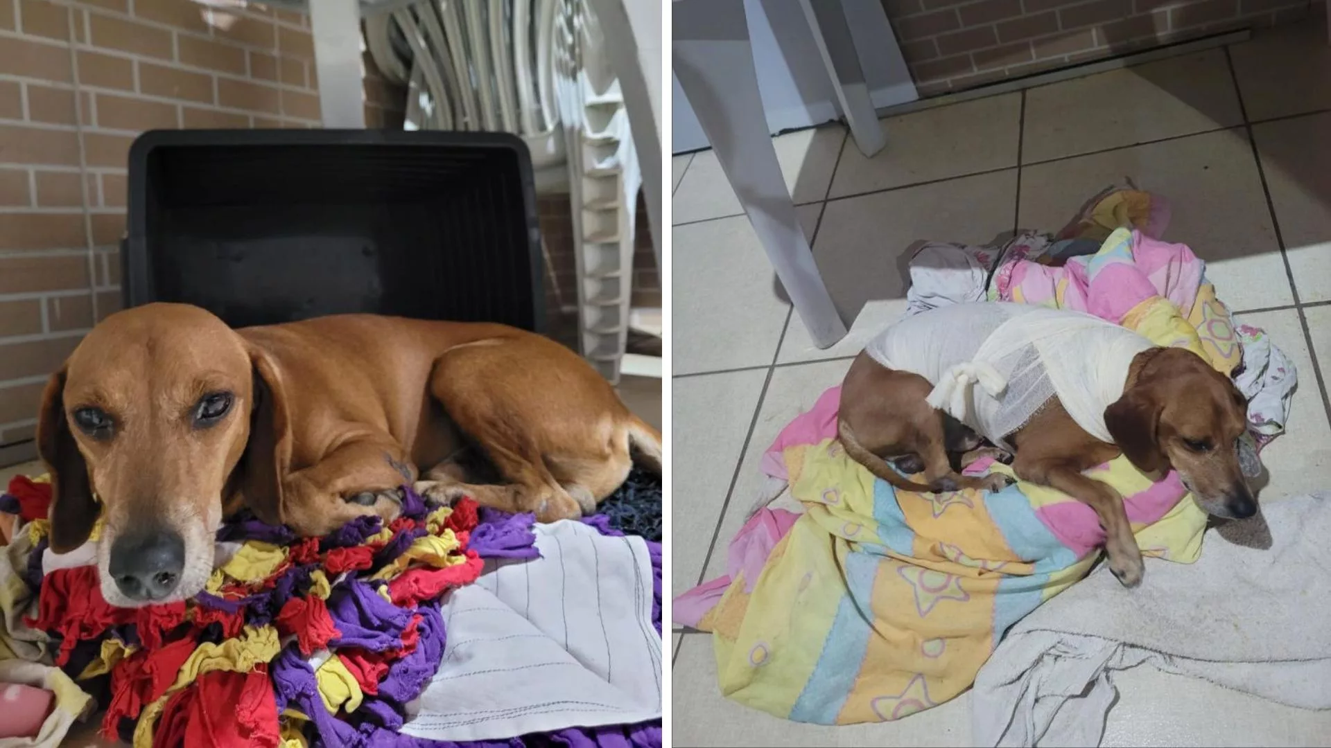 Polícia indicia mulher suspeita de atacar cão Jhonny com líquido quente