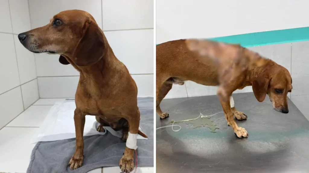 frame 2 8 1 - PortalGO