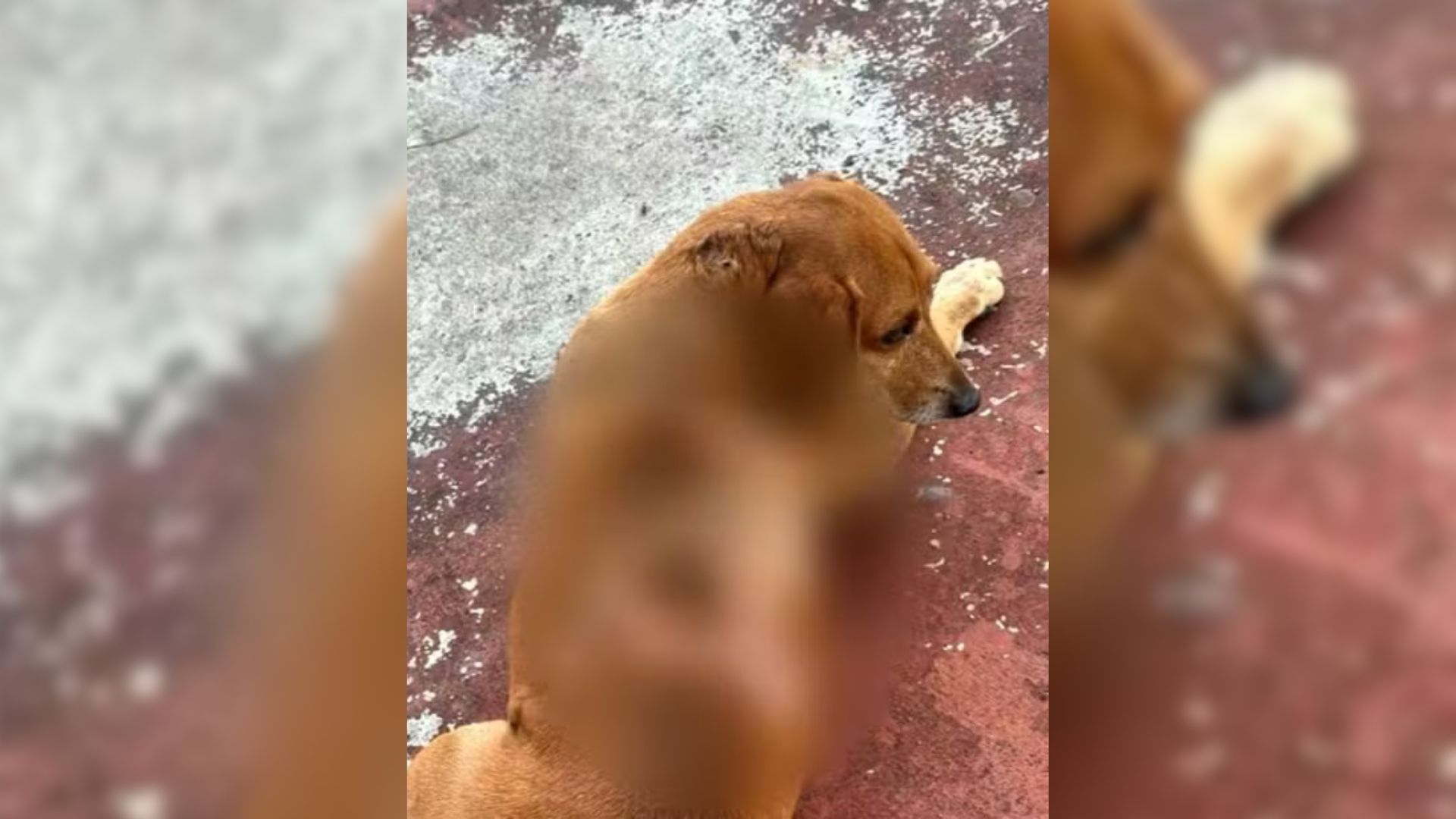 Polícia Civil investiga mulher suspeita de jogar óleo quente em cão comunitário