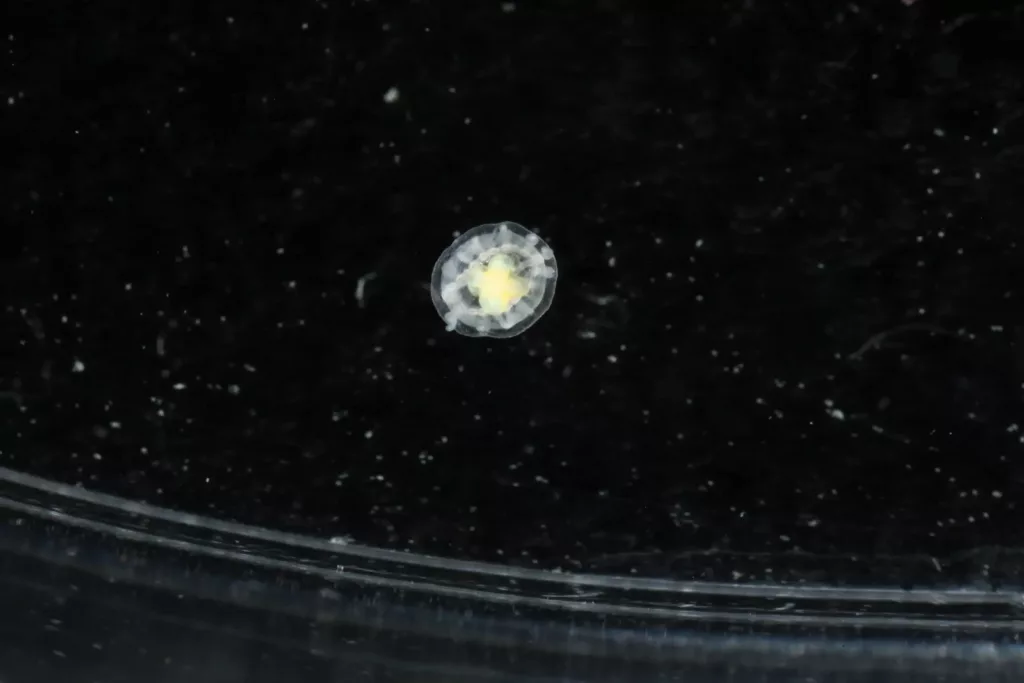 2560px turritopsisdohrniijpeg | PortalGO