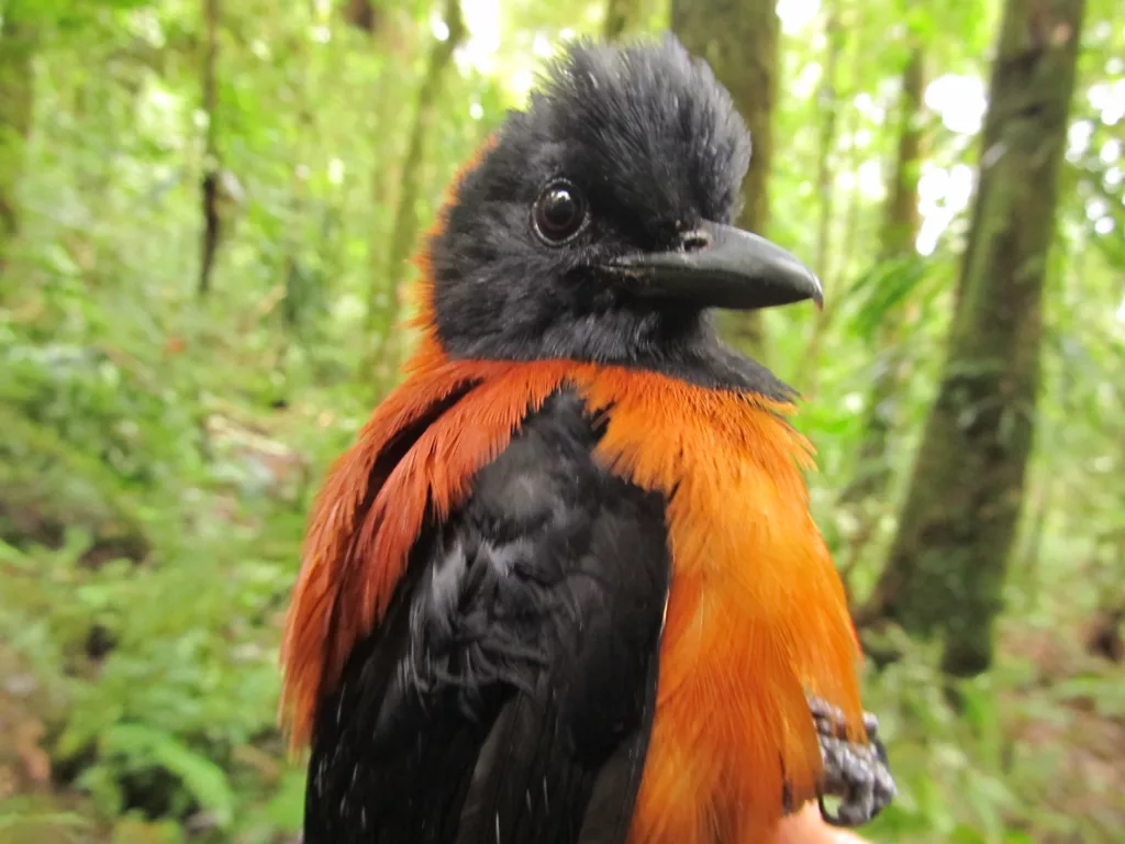 Hooded Pitohui 4 | PortalGO