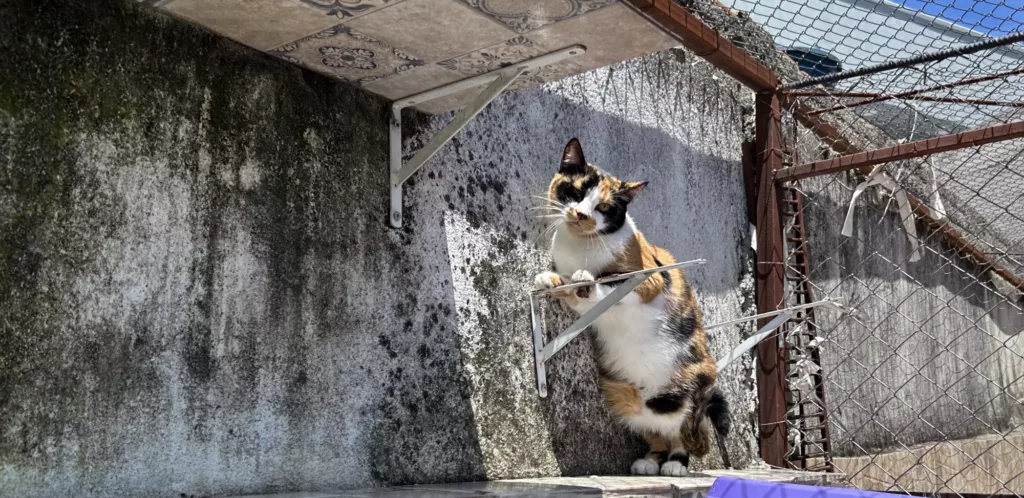 Quando ajudar é resistir: O panorama do terceiro setor em Goiás