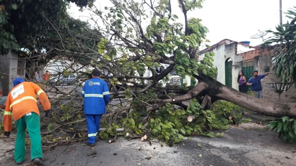 arvore caida | PortalGO