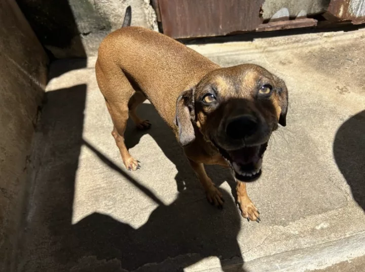 cao abrigo | PortalGO