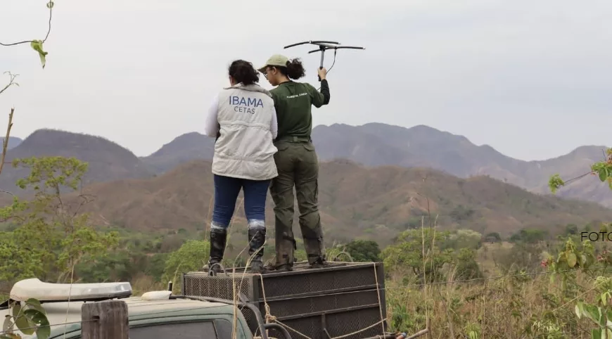 floresta cheia ibama | PortalGO