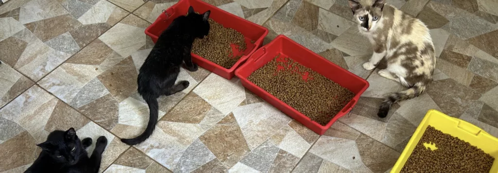 gatinhooos | PortalGO