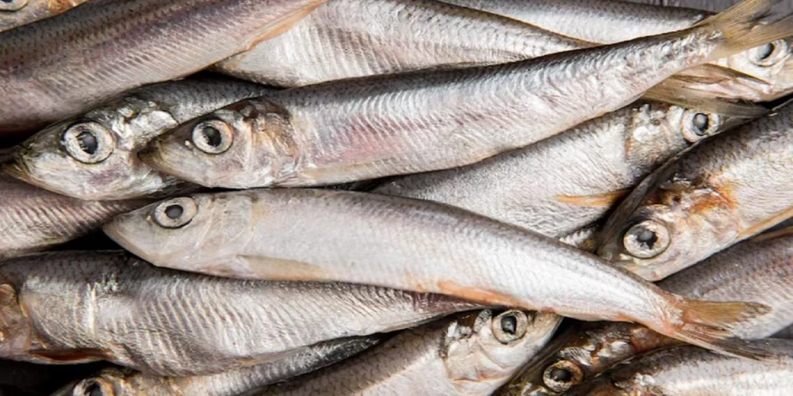 Por que comer sardinha é melhor que suplementos